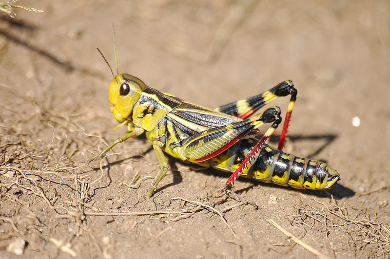 Arcyptera fusca e Decticus verrucivorus